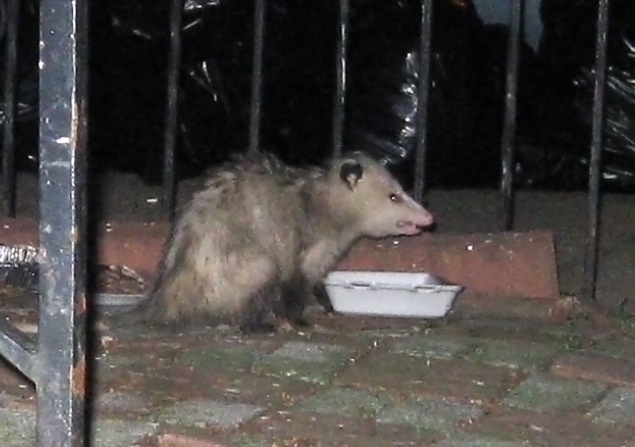 Opossum,  Bronksas,  Naujas,  York,  Miestas,  Naktis,  Tvora,  Opossum, Nemokamos Nuotraukos,  Nemokama Licenzija