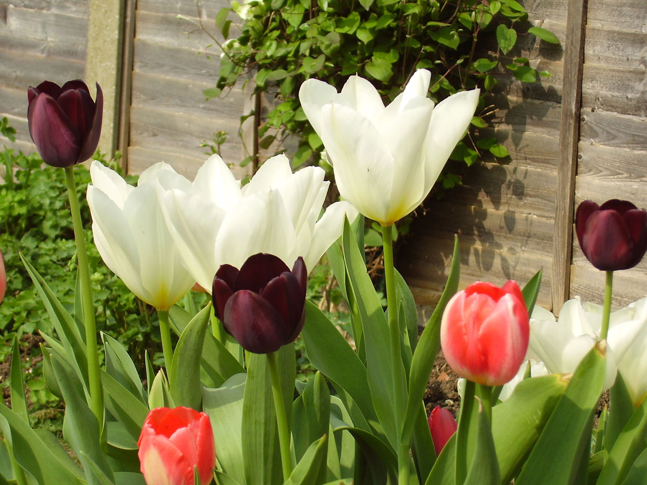 Tulpės,  Pavasaris,  Tulpės, Nemokamos Nuotraukos,  Nemokama Licenzija