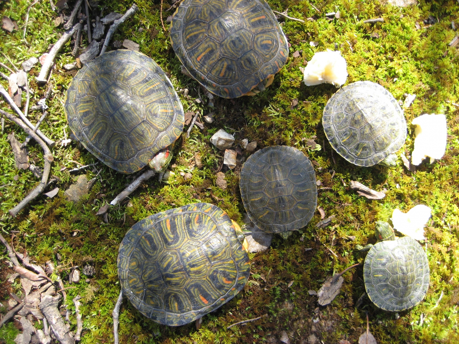 Vėžlys,  Vėžlys,  Ropliai,  Laukinė Gamta,  Gyvūnas,  Šeši,  6,  Gamta,  Šaltakraujiškai,  Lėtas