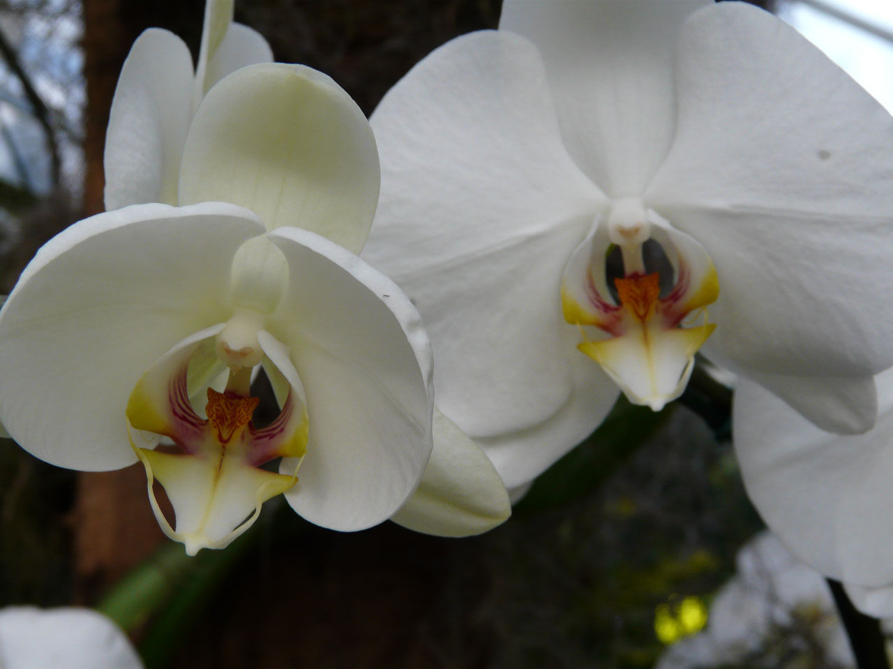 Gėlės,  Orchidėjos,  Gamta,  Orchidėja,  Gėlė,  Balta,  Orchidėja, Nemokamos Nuotraukos,  Nemokama Licenzija