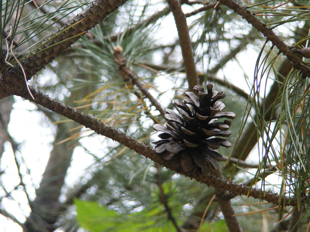 Pušis,  Kūgis,  Pinecone,  Medis,  Gamta,  Spalva,  Spalva,  Skaitmeninis,  Nuotrauka,  Fotografija