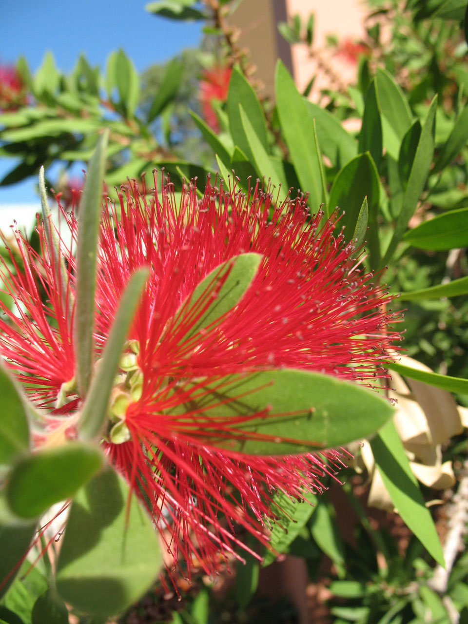 Australia,  Žydėti,  Žiedas,  Butelis,  Buteliukas,  Šepetys,  Budas,  Krūmas,  Kalistemonas,  Citrinus