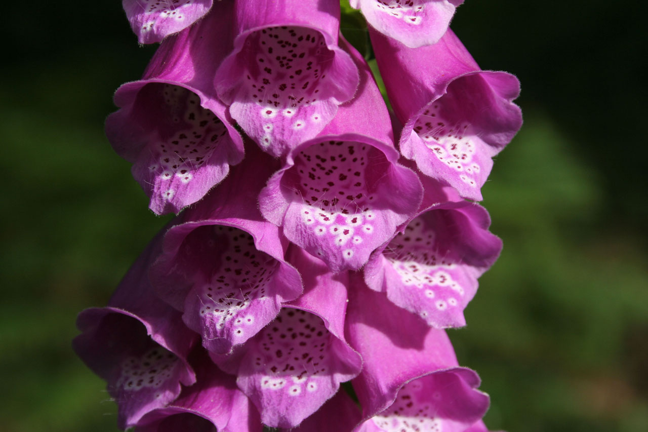 Varpas,  Žydėti,  Žiedas,  Išsamiai,  Digitalis,  Gėlė,  Gėlės,  Foxglove,  Sodas,  Gamta