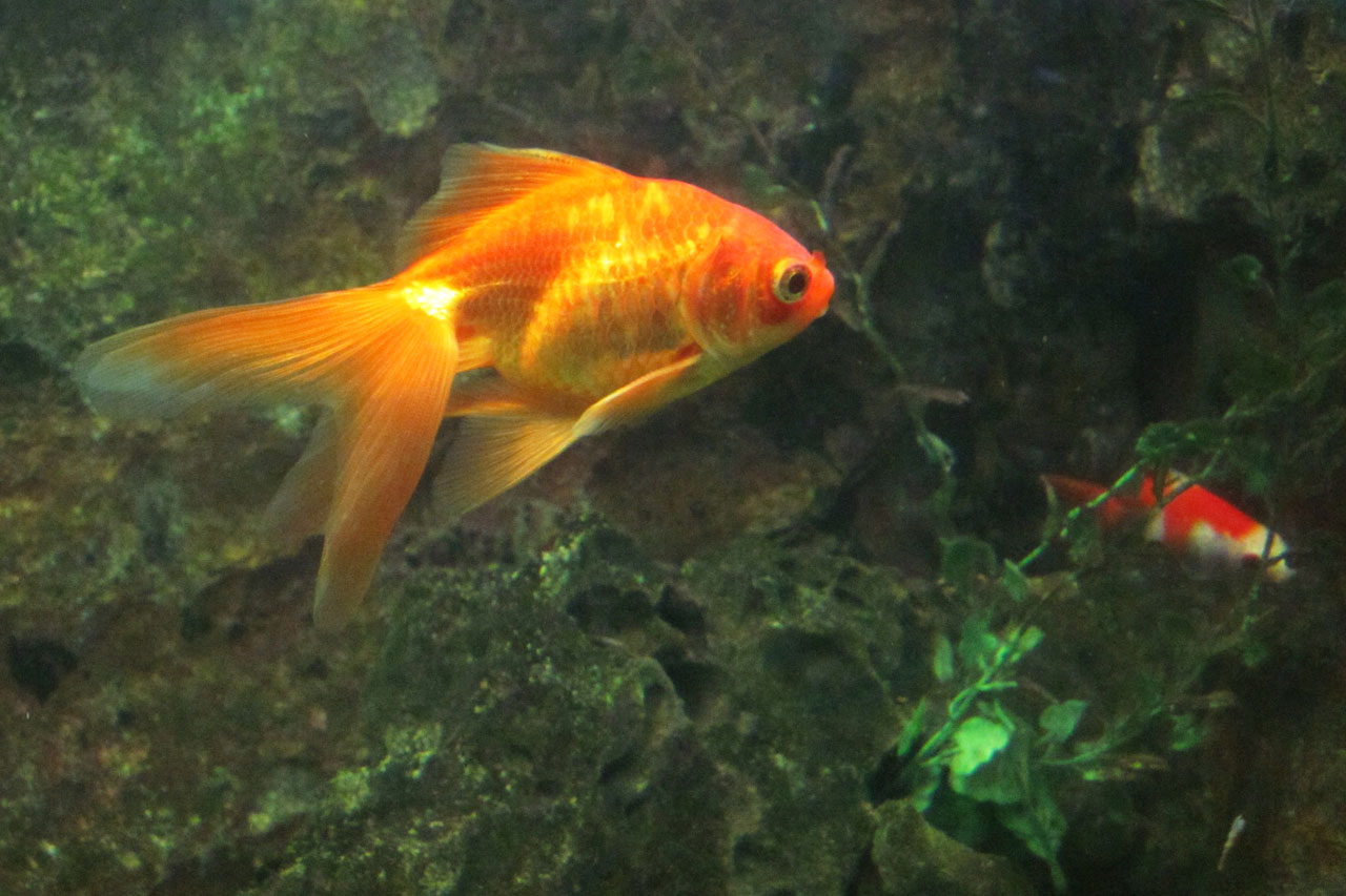 Золотая рыбка 3 1. Вуалехвост (Veiltail Goldfish). Золотая рыбка. Золотая рыбка в природе. Золотая рыбка плавает.