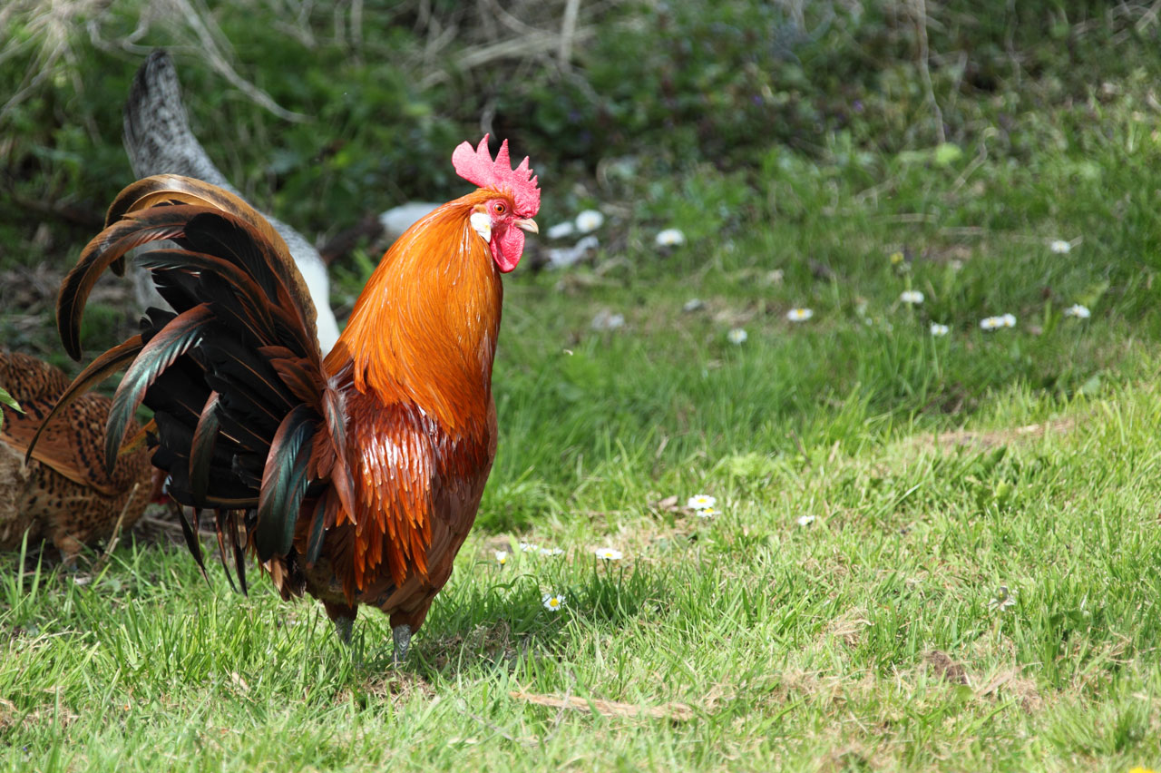 Gyvūnas,  Snapas,  Paukštis,  Viščiukas,  Vištiena,  Cockerel,  Elegantiškas,  Ūkis,  Plunksna,  Plunksnos