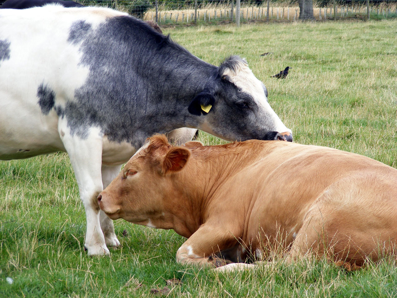 Karvės,  Gyvūnai,  Žolė,  Ūkiai,  Gaubtai,  Tai Yra Ko Draugai!, Nemokamos Nuotraukos,  Nemokama Licenzija