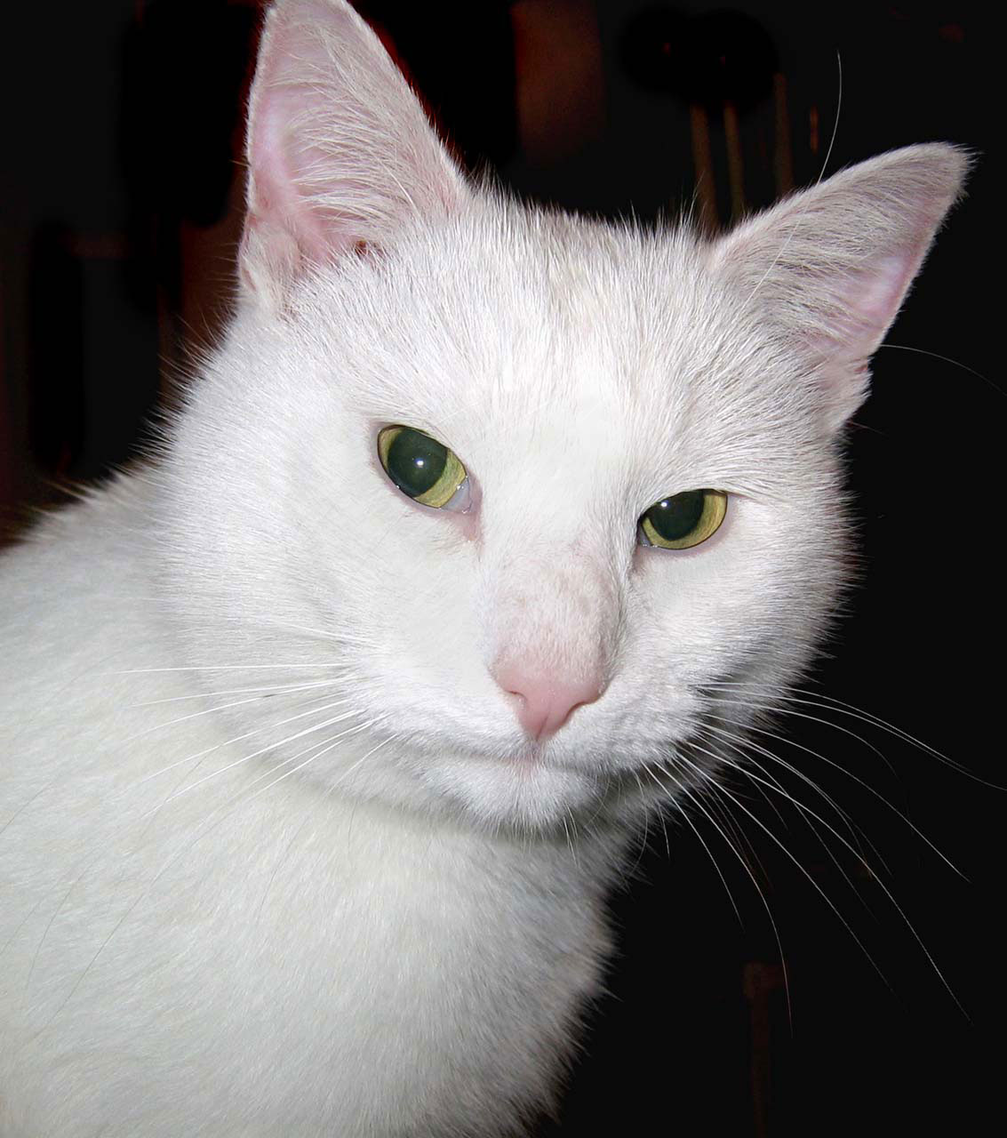 Katė,  Balta,  Kačių,  Moggy,  Baltas Katinas, Nemokamos Nuotraukos,  Nemokama Licenzija