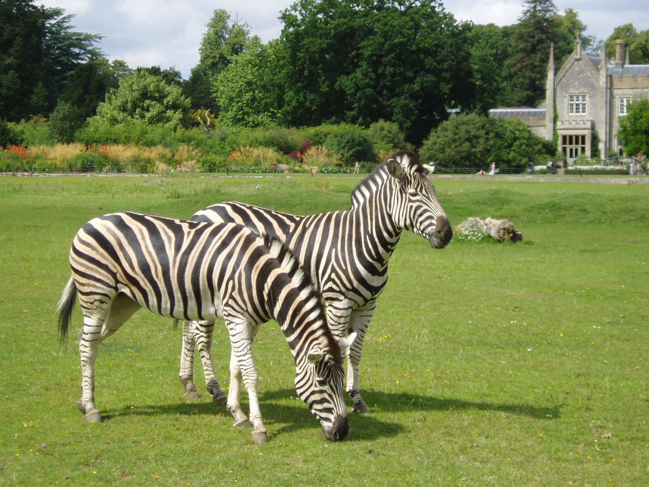 Juoda,  Balta,  Gyvūnas,  Zebra,  Cotswolds,  Anglija,  Zoologijos Sodas,  Laukinė Gamta,  Du Zebrai, Nemokamos Nuotraukos