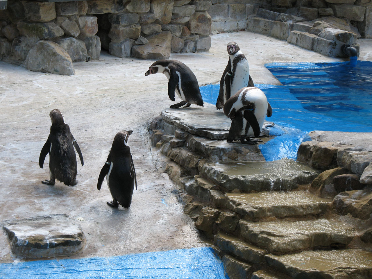 Vanduo,  Pingvinas,  Pingvinas,  Žingsniai,  Grupė,  Paukštis,  Gyvūnas,  Gyvūnai,  Pingvinų Grupė, Nemokamos Nuotraukos