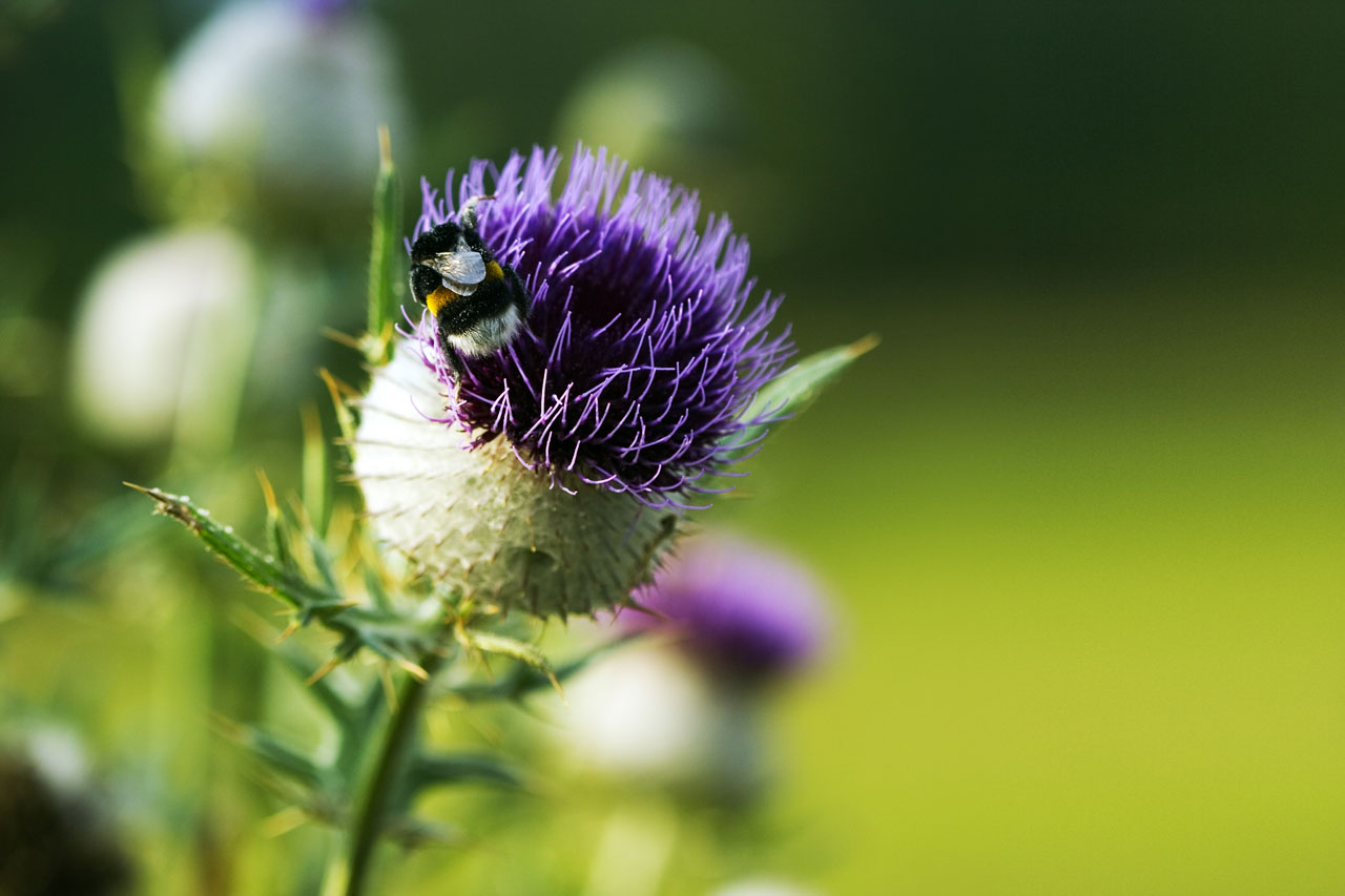 Žydėti,  Flora,  Gėlė,  Rožinis,  Augalas,  Spikey,  Drakonas,  Erškėtis,  Kamanė,  Vabzdys