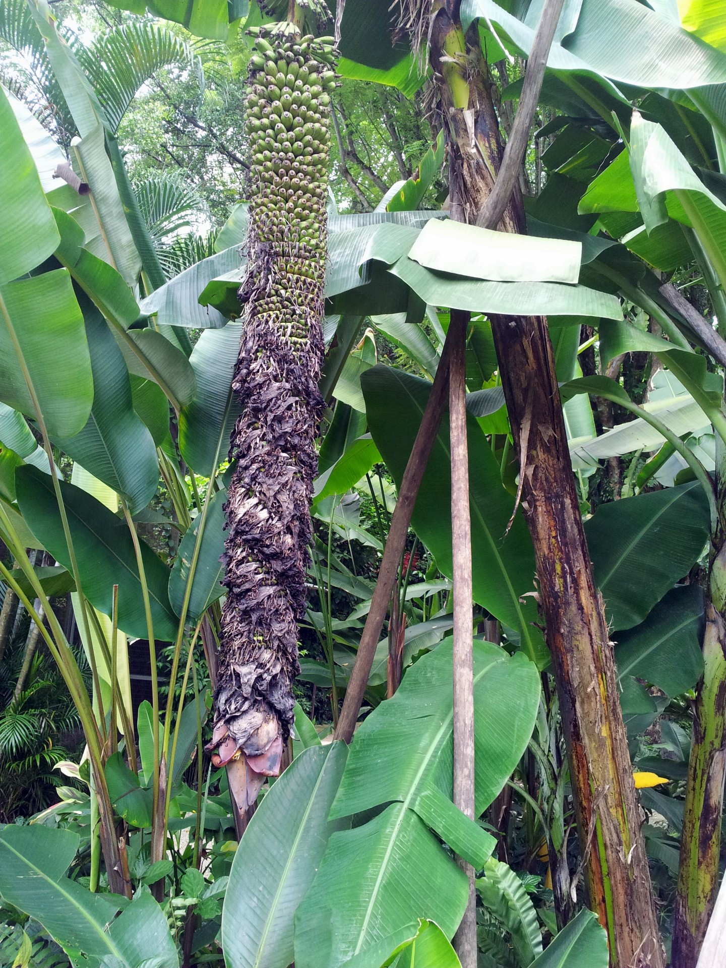 Ryšulys,  Kūdikis,  Bananas,  Atogrąžų,  Plotas,  Singapūras,  Kūdikių Bananų Tropikų Krepšelis, Nemokamos Nuotraukos,  Nemokama Licenzija