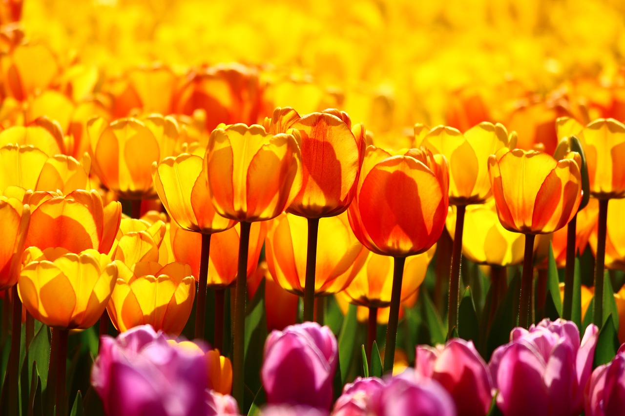 Geltonųjų Tulpių Kolekcija, Geltonos Tulpės, Tulpė Konya, Pavasaris, Nemokamos Nuotraukos,  Nemokama Licenzija