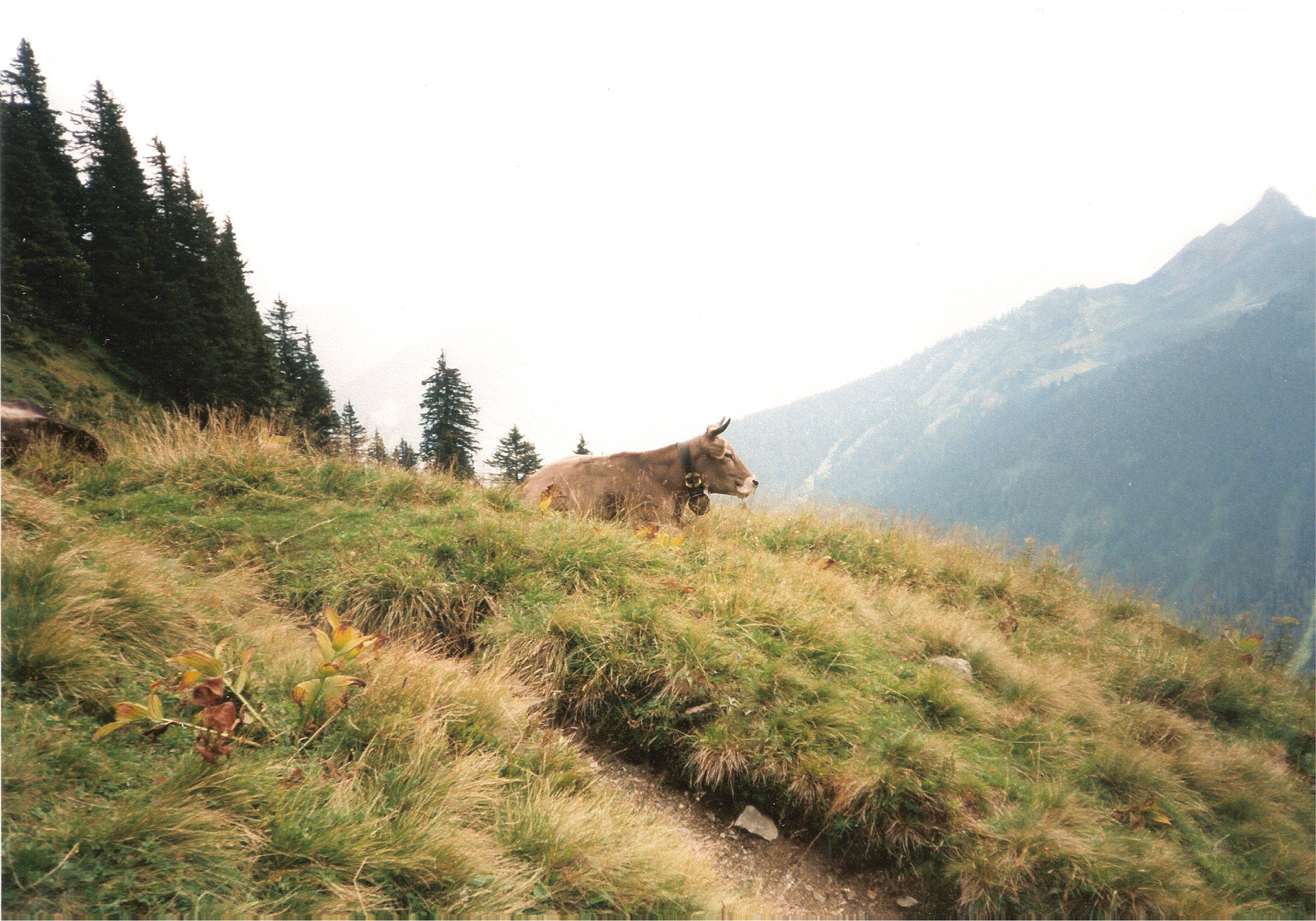 Gamta,  Kalnai,  Gyvūnas,  Austria,  Karvė, Nemokamos Nuotraukos,  Nemokama Licenzija