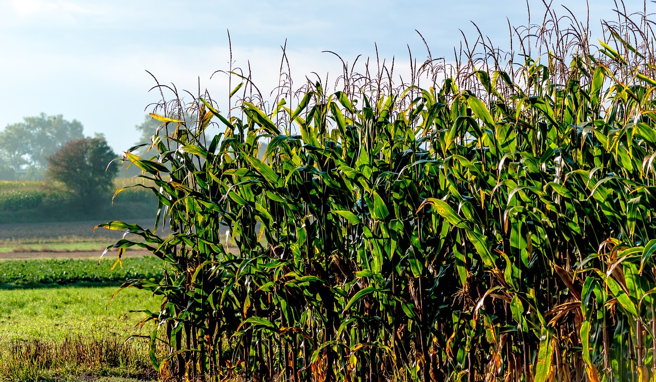 Kukurūzų Laukas, Laukas, Kukurūzai, Kukurūzų Auginimas, Augalas, Gamta, Žemdirbystė, Laukinės Kultūros, Žalias, Kukurūzų Lapai