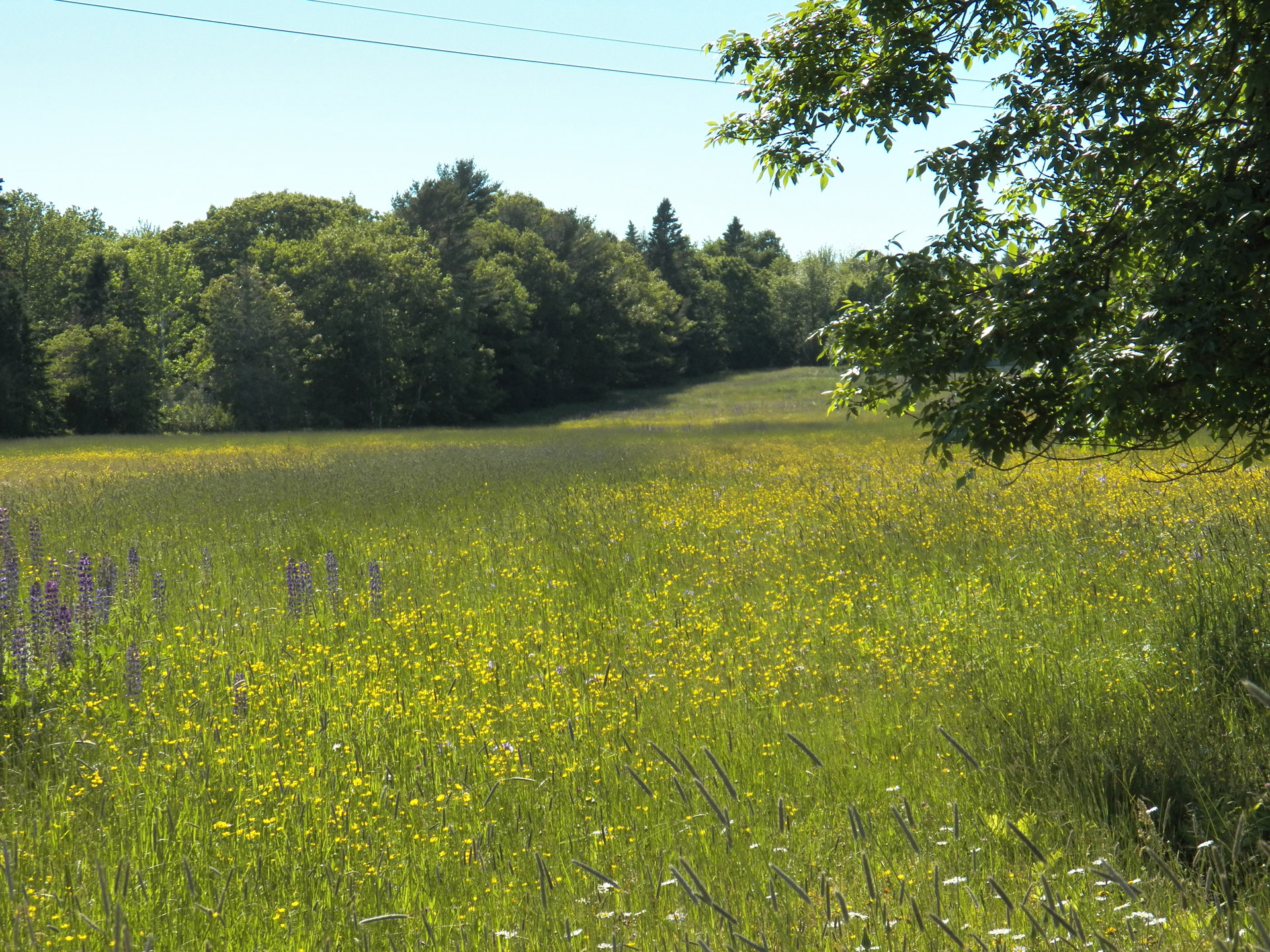 Laukas,  Gėlė,  Gėlės,  Wildflower,  Laukinės Vasaros Spalvos,  Gamta,  Miškai,  Baras & Nbsp,  Uostas,  Maine