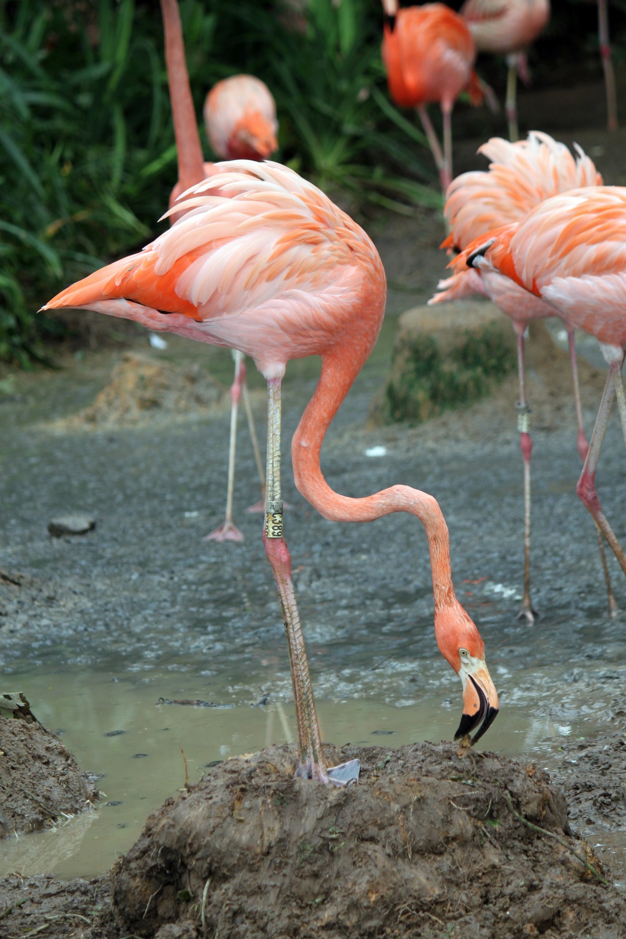 Flamingo,  Žiūri,  Maistas,  Flamingas Ieško Maisto, Nemokamos Nuotraukos,  Nemokama Licenzija