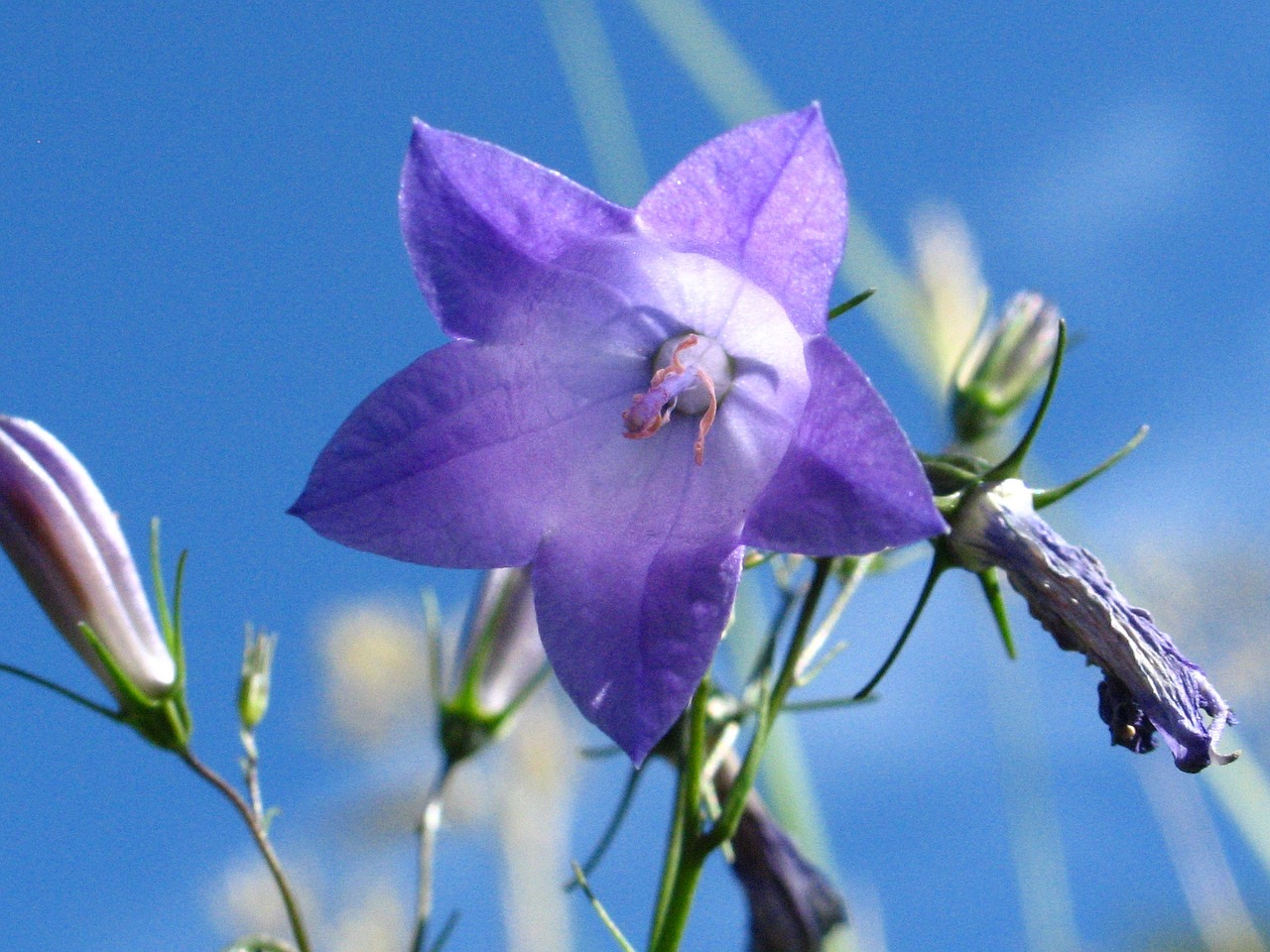 Lauko Gėlė, Pieva, Violetinė, Gamta, Žolė, Klesti, Laukas, Gėlė, Wildflower, Poliana