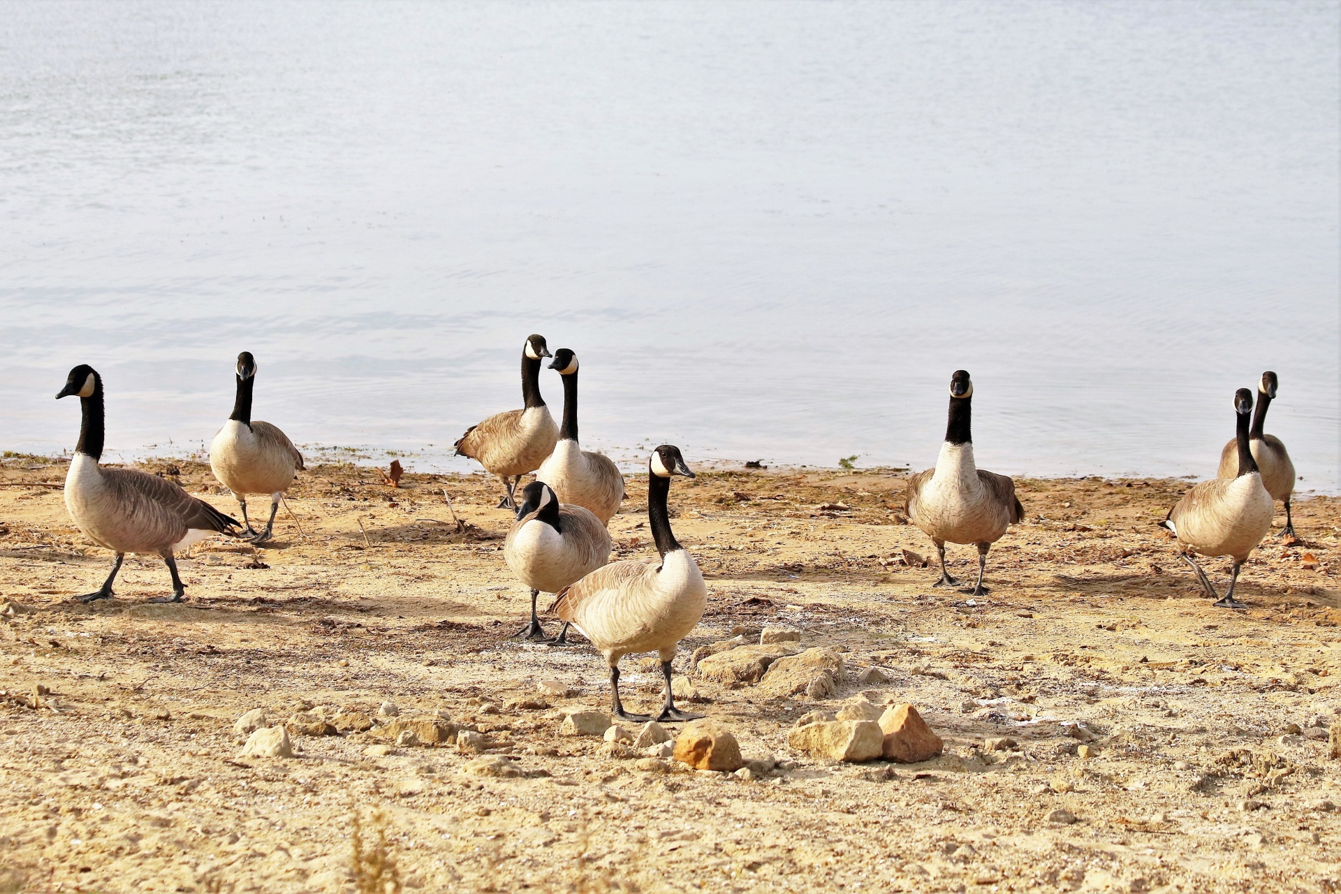 Gamta,  Laukinė Gamta,  Gyvūnai,  Paukščiai,  Žaidimų & Nbsp,  Paukščiai,  Žąsys,  Kanada & Nbsp,  Žąsys,  Vaikščioti