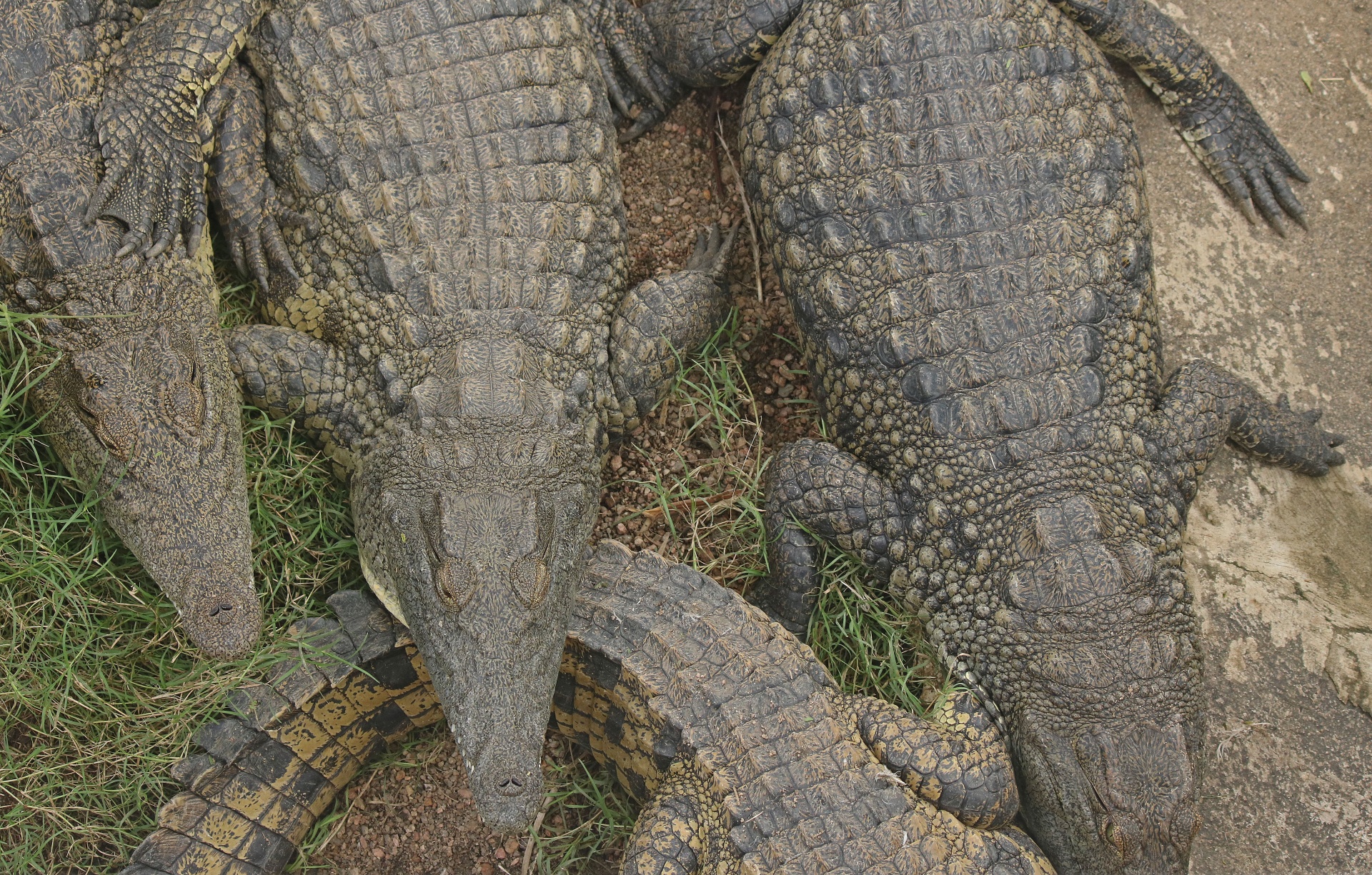 Krokodilai,  Ropliai,  Pilka,  Žolė,  Grupė,  Nilo Krokodilų Grupė, Nemokamos Nuotraukos,  Nemokama Licenzija