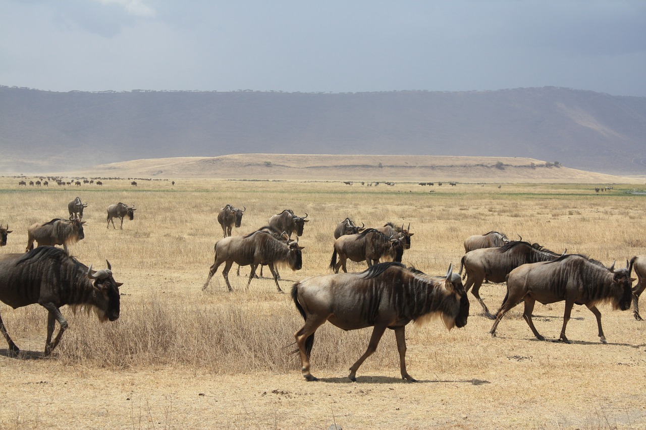 Antilopės Banda, Tanzanija, Afrika, Safari, Antilopė, Wildebeest, Gamta, Nacionalinis Parkas, Ngorongoro, Nemokamos Nuotraukos