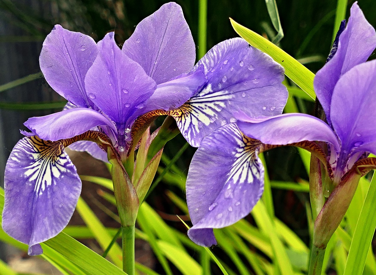 Orkos,  Sodas,  Gėlė,  Violetinė,  Žiedlapiai,  Duomenys,  Gėlė,  Lašai,  Augalų,  Pavasaris