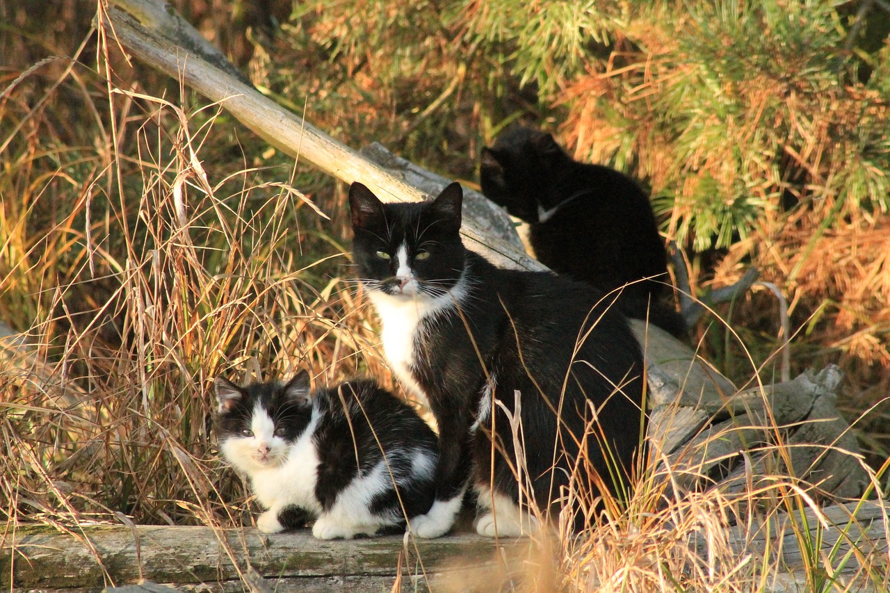 Normalus Katinas, Gyvūnas, Dachowiec, Nemokamos Nuotraukos,  Nemokama Licenzija