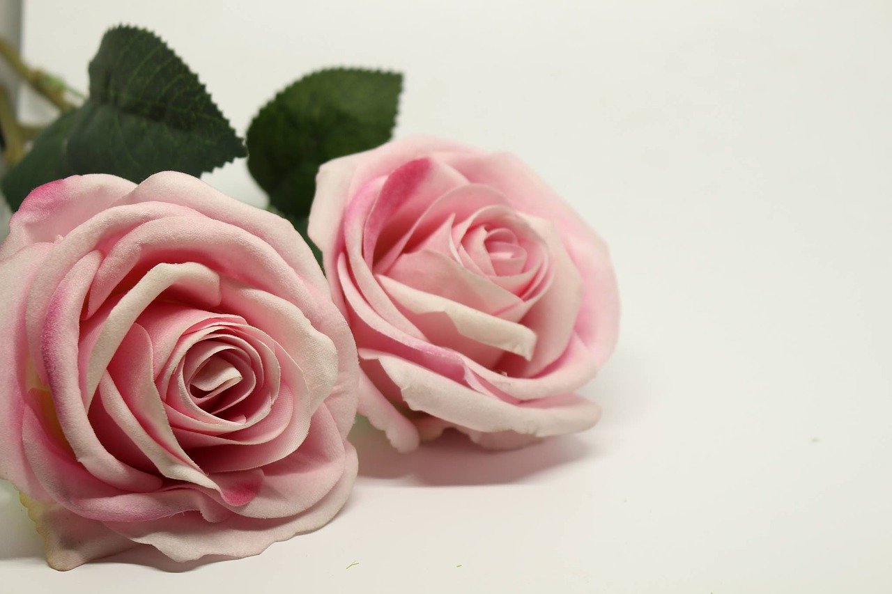 Rožė, Rožinis, Rožinės Rožės, Romantika, Gėlė, Nemokamos Nuotraukos,  Nemokama Licenzija