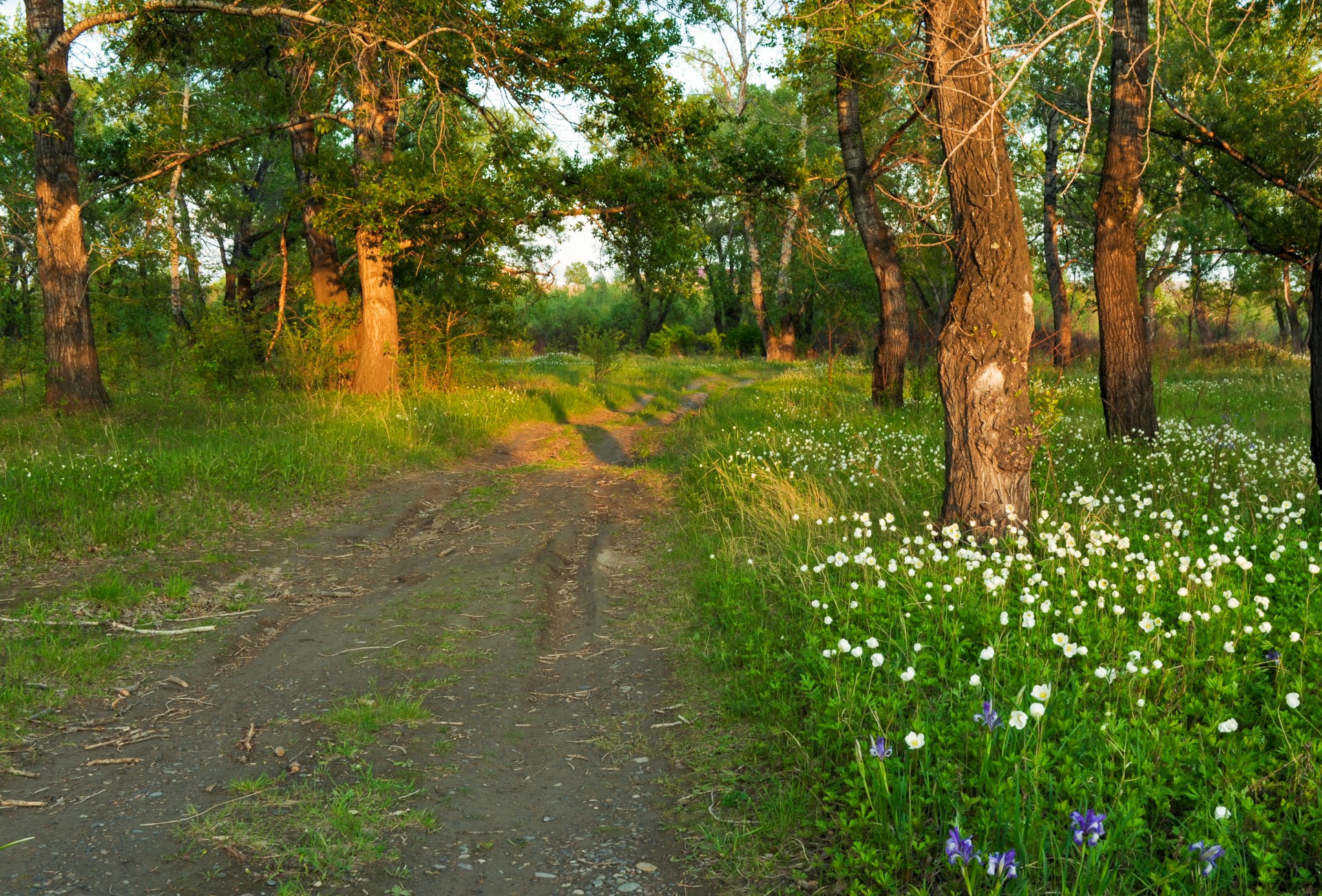 Kraštovaizdis,  Miškas,  Gamta,  Gėlės,  Kelias,  Takas,  Medžiai,  Vasara,  Vakaras,  Saulėlydis