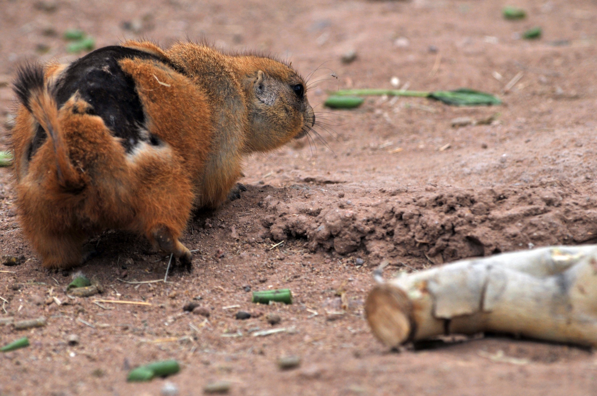 Woodchuck,  Medis & Nbsp,  Chuck,  Siaubas,  Gyvūnas,  Graužikas,  Mielas,  Laukinis & Nbsp,  Gyvūnas,  Laukinė Gamta