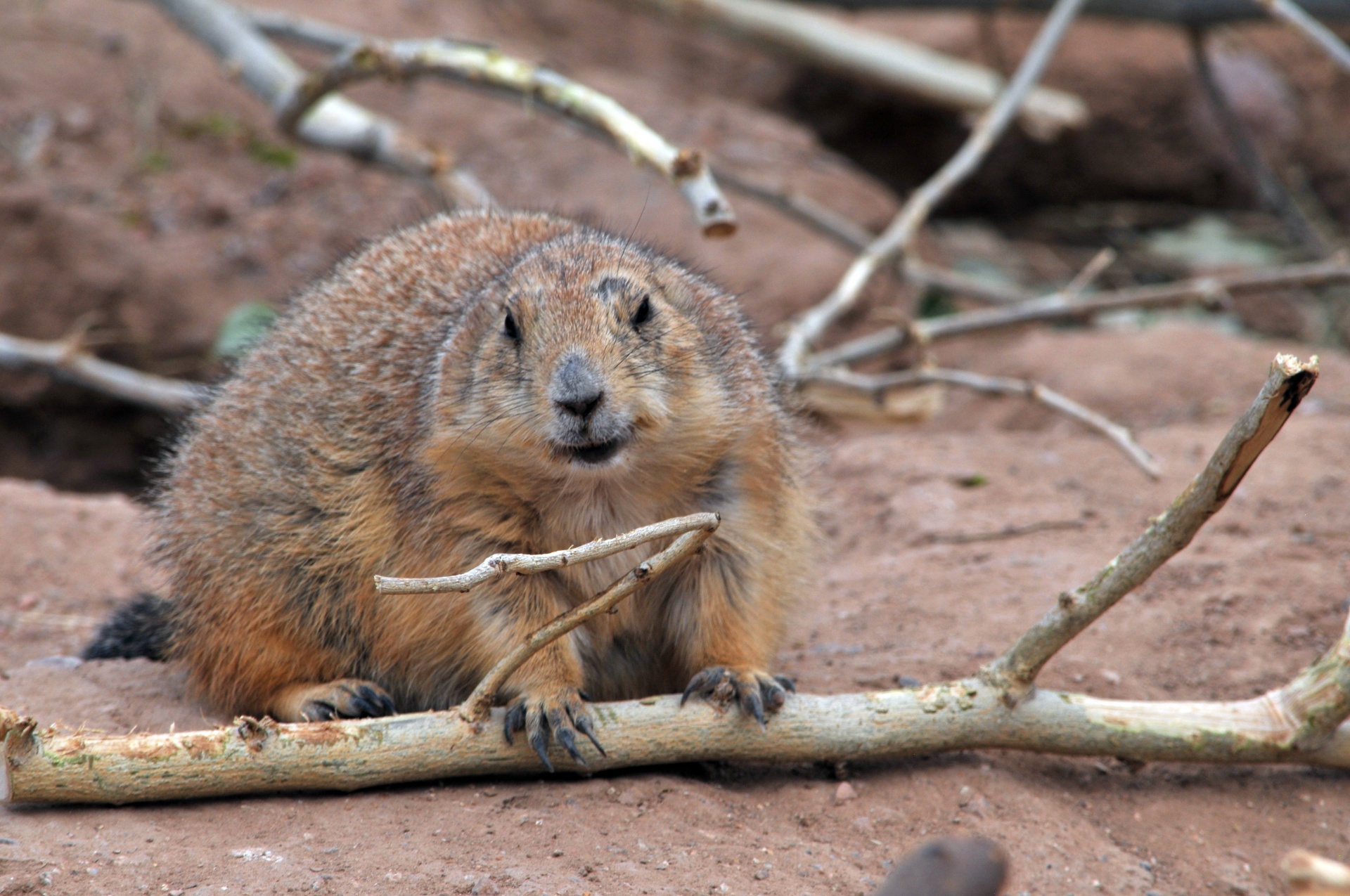 Woodchuck,  Medis & Nbsp,  Chuck,  Siaubas,  Gyvūnas,  Graužikas,  Mielas,  Laukinis & Nbsp,  Gyvūnas,  Laukinė Gamta