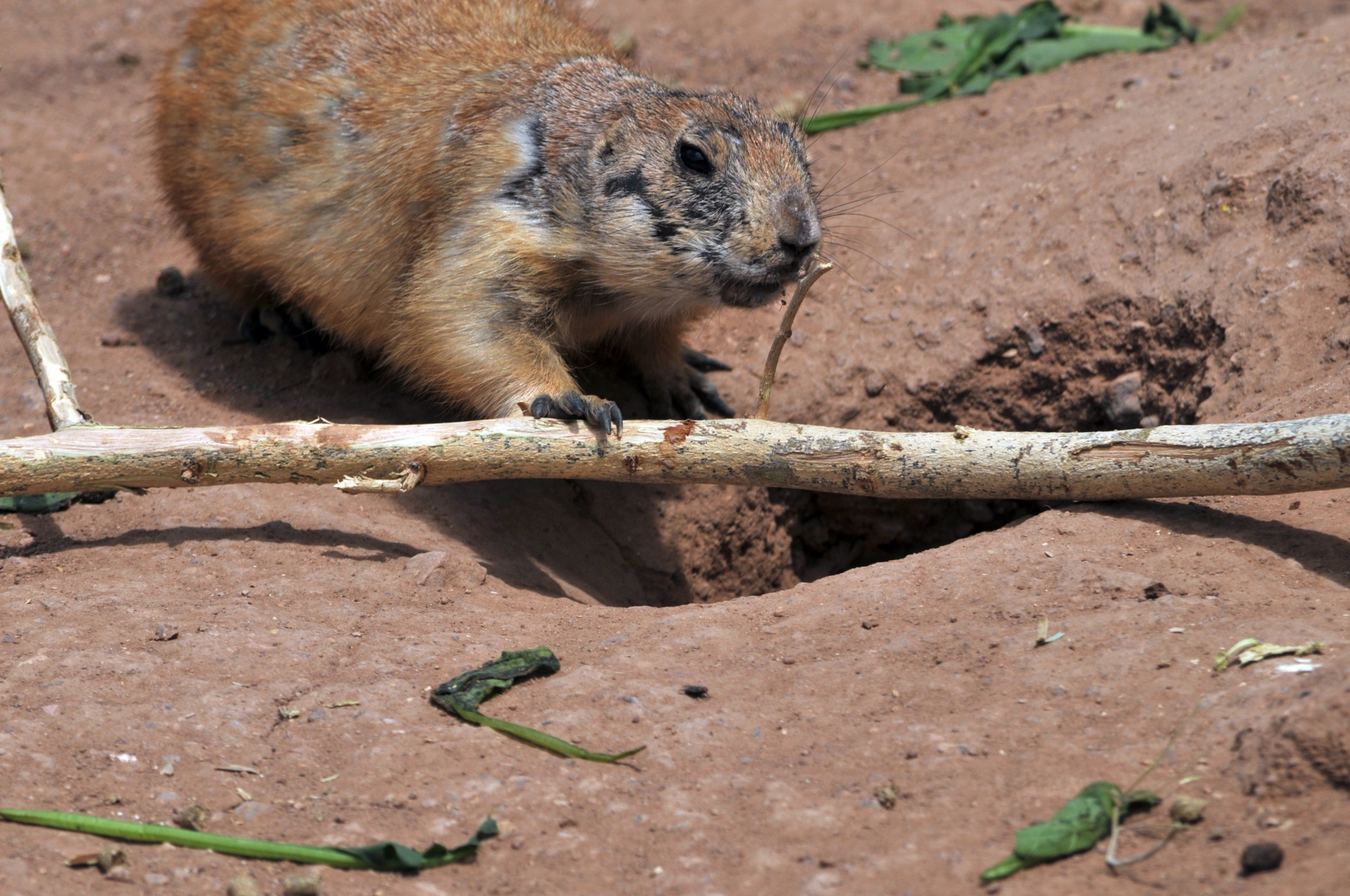 Woodchuck,  Medis & Nbsp,  Chuck,  Siaubas,  Gyvūnas,  Graužikas,  Mielas,  Laukinis & Nbsp,  Gyvūnas,  Laukinė Gamta