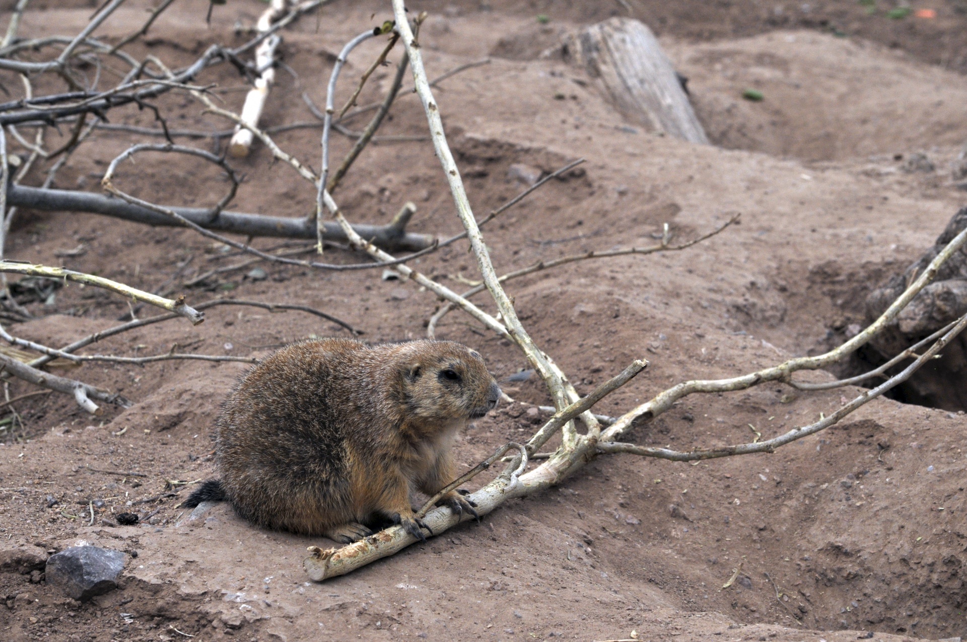 Woodchuck,  Medis & Nbsp,  Chuck,  Siaubas,  Gyvūnas,  Graužikas,  Mielas,  Laukinis & Nbsp,  Gyvūnas,  Laukinė Gamta