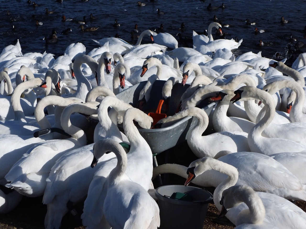 Abbotsberija, Swannery, Pietų Glans, Nemokamos Nuotraukos,  Nemokama Licenzija