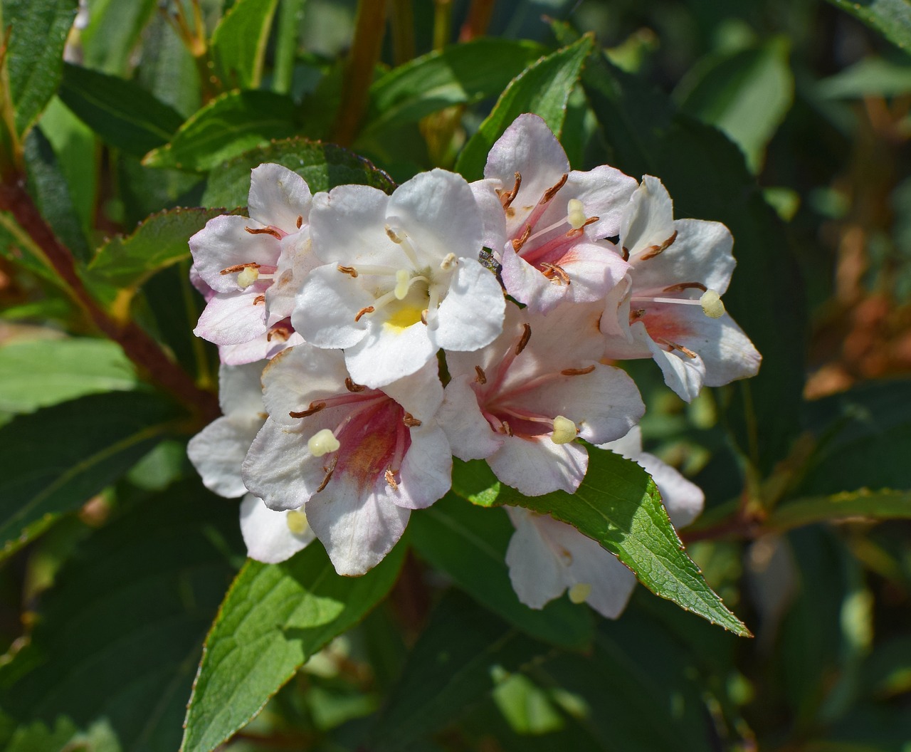 Abelia, Gėlė, Žiedas, Žydėti, Augalas, Krūmas, Aromatingas, Balta, Raudona, Spalvinga