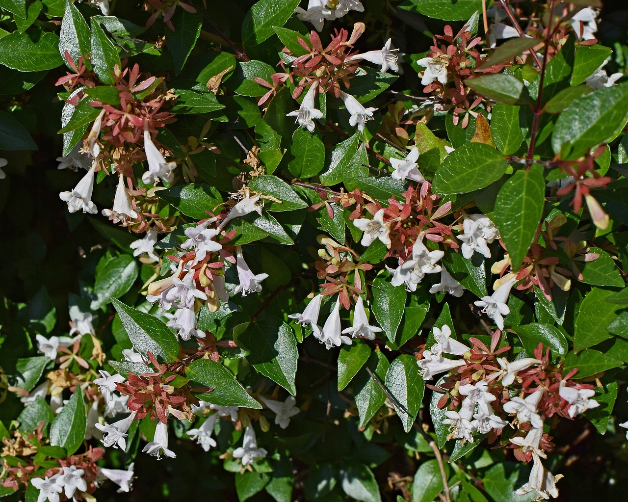 Abelia Grandiflora, Gėlė, Žiedas, Žydėti, Augalas, Krūmas, Aromatingas, Balta, Raudona, Spalvinga