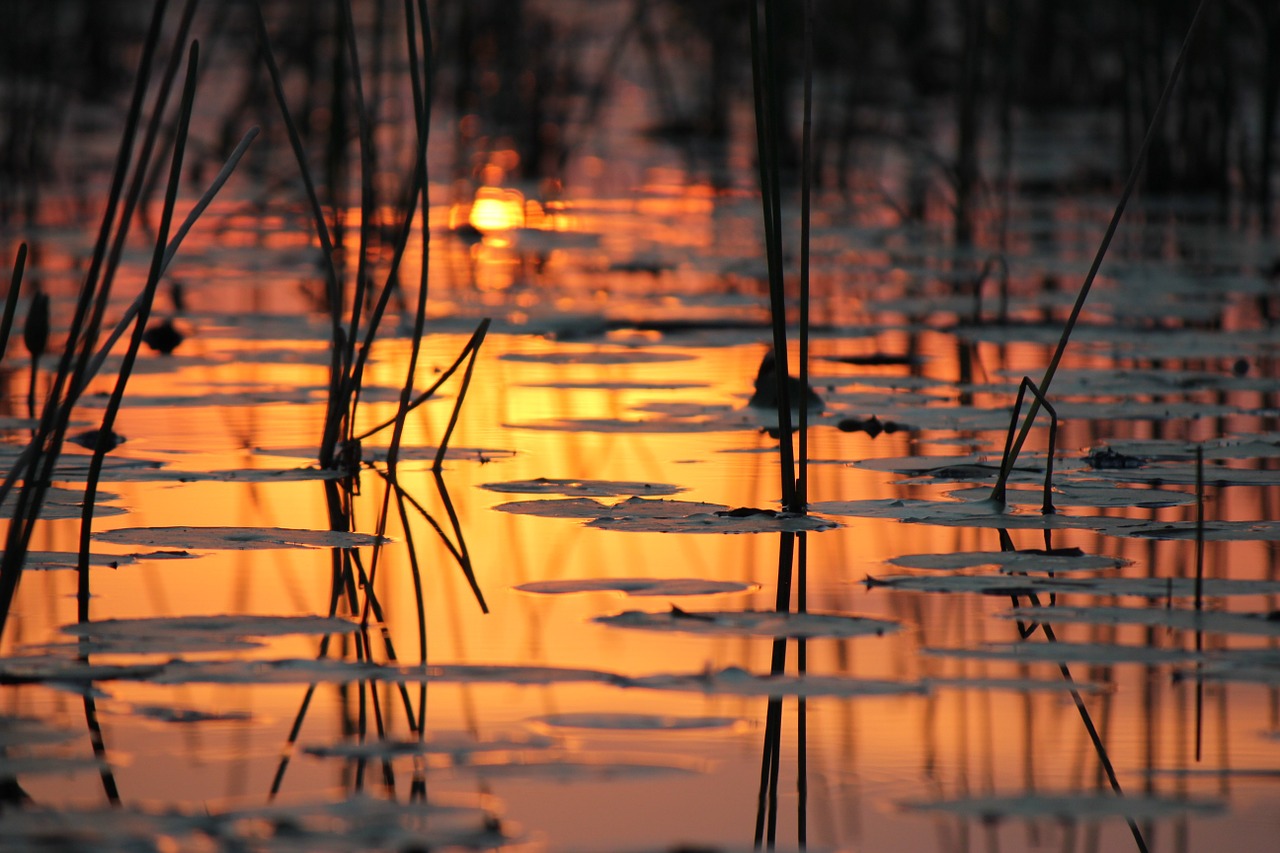 Abendstimmung, Vanduo, Botsvana, Gamta, Okavango Delta, Šviesa, Saulė, Nuotykių Pasauliai, Nemokamos Nuotraukos,  Nemokama Licenzija