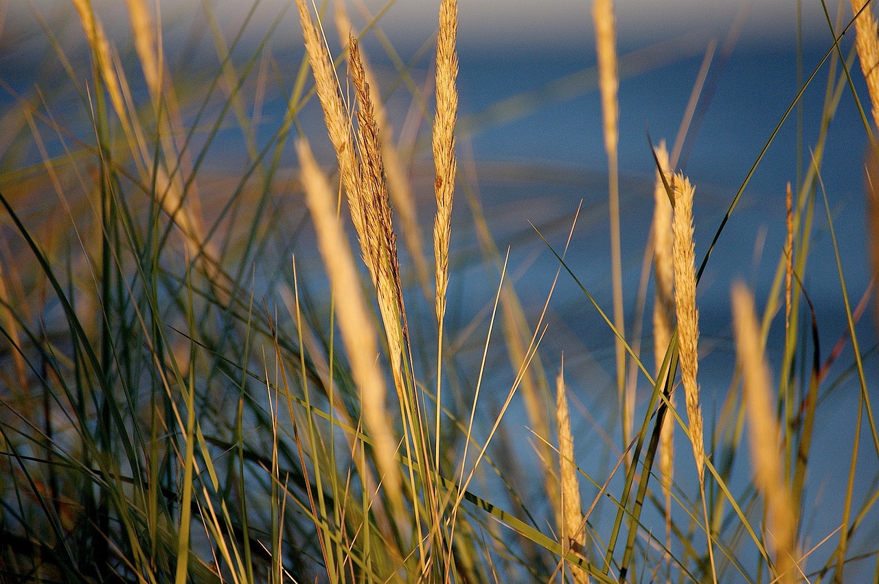 Abendstimmung, Kopos, Papludimys, Kranto, Saulėlydis, Saulės Šviesa, Nuotaika, Šventė, Šiaurės Jūra, Smėlio Kopa