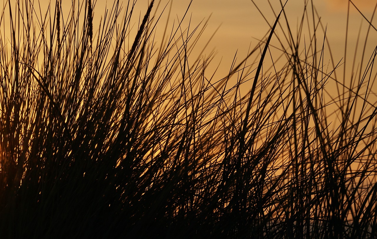 Abendstimmung, Afterglow, Saulėlydis, Vakarinis Dangus, Himmelröte, Nuotaika, Atmosfera, Kopos Žolė, Žolė, Kopos