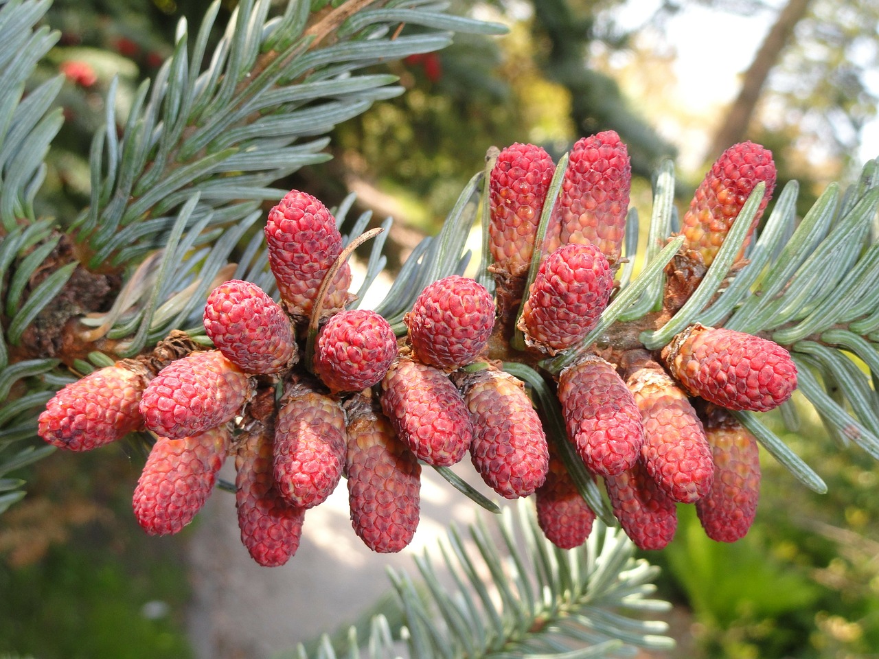 Abies Procera, Augalas, Gėlė, Medis, Filialas, Spurgai, Gražus, Gamta, Lauke, Nemokamos Nuotraukos