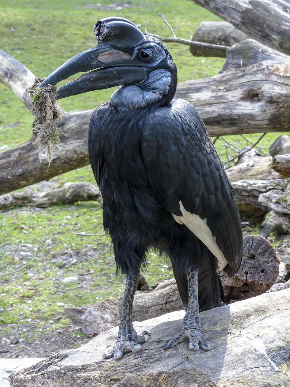 Abisinijos Žemės Ragena, Paukštis, Ragas, Bucorvus Abyssinicus, Juoda, Plunksnos, Gyvūnas, Padaras, Afrika, Ornitologija