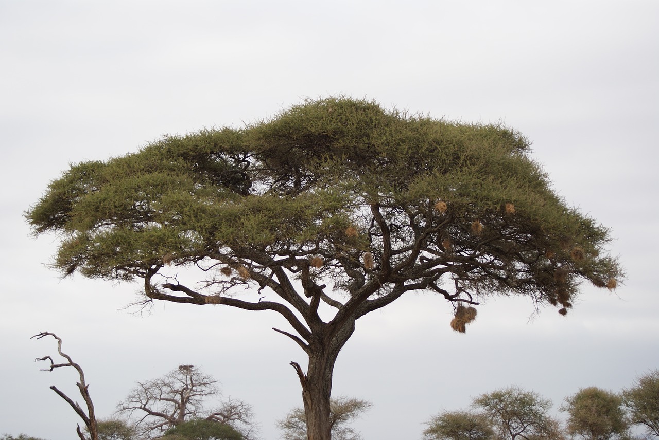 Acacia, Medis, Afrika, Kenya, Nemokamos Nuotraukos,  Nemokama Licenzija