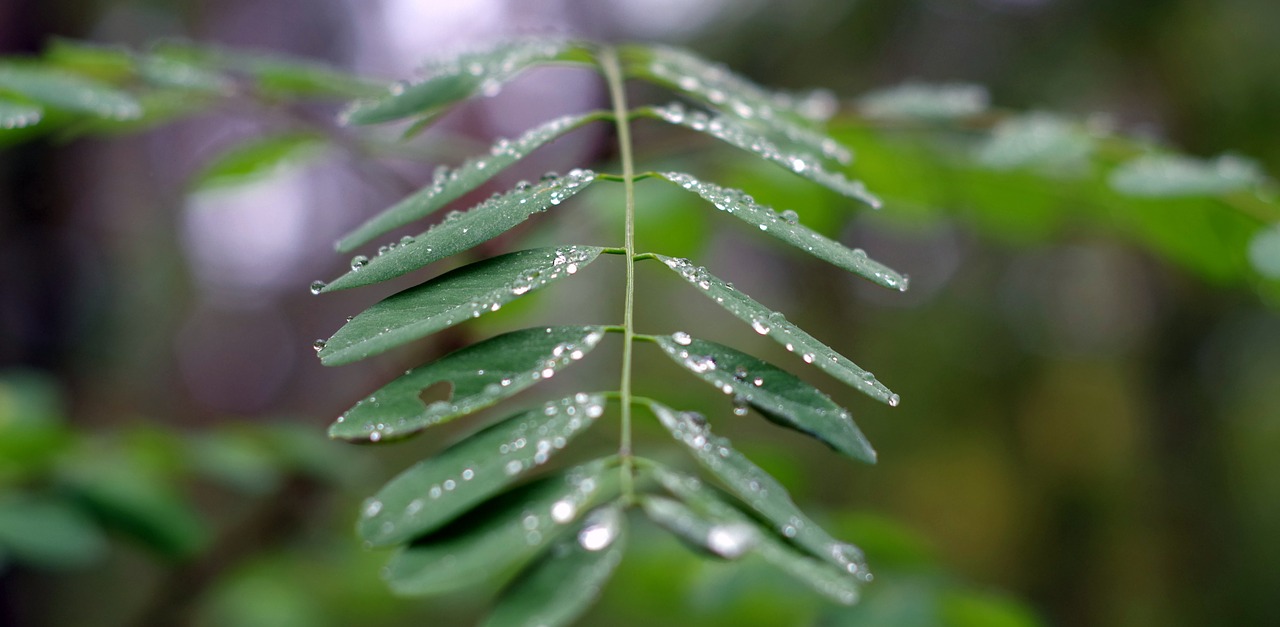 Acacia, Lapija, Lietus, Šlapias, Lašai, Vanduo, Žalias, Medis, Lietaus Kritimas, Miškas