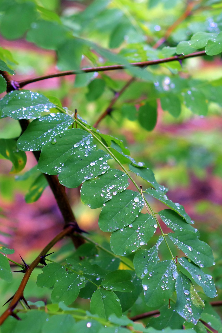 Acacia, Lapija, Lietus, Šlapias, Lašai, Vanduo, Žalias, Medis, Lietaus Kritimas, Miškas