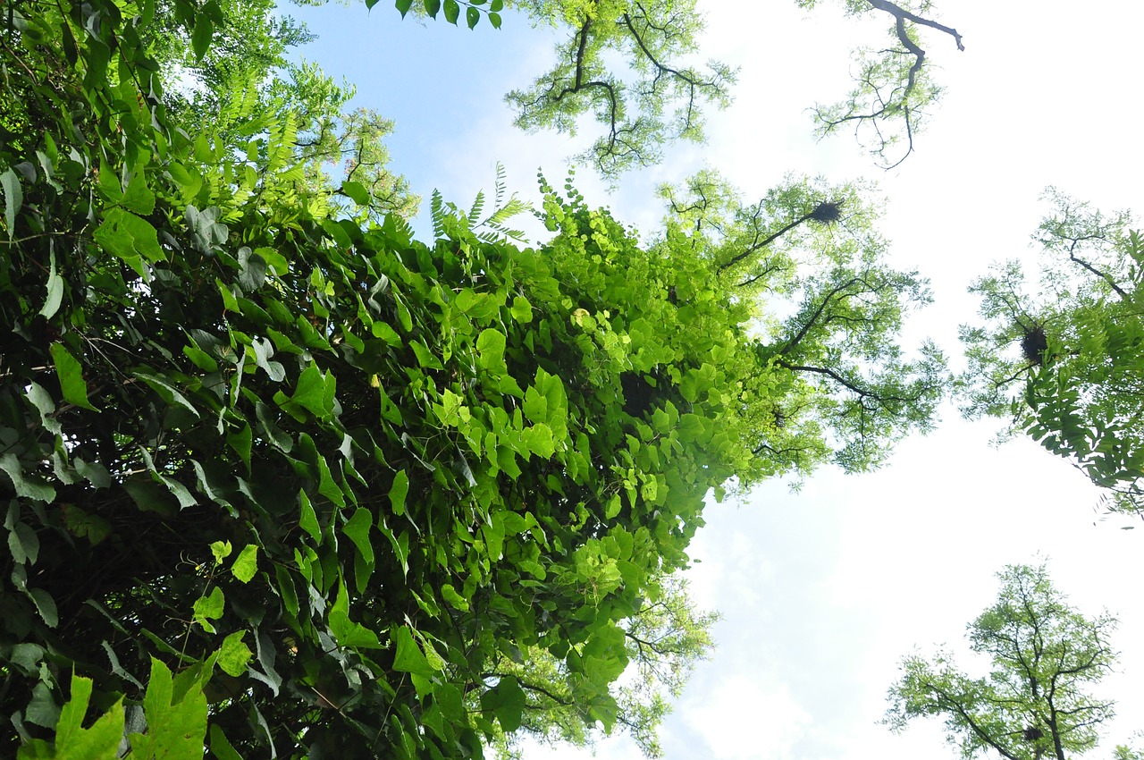 Acacia, Podagras Faboideae, Žalias Parkas, Nemokamos Nuotraukos,  Nemokama Licenzija