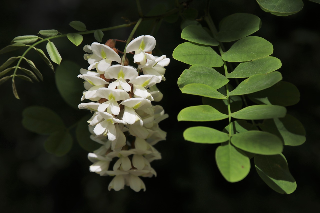 Acacia,  Baltos Spalvos,  Žydėjimo,  Augalų,  Baltos Gėlės,  Pobūdį,  Žydi,  Lapai,  Pavasaris,  Kvapo