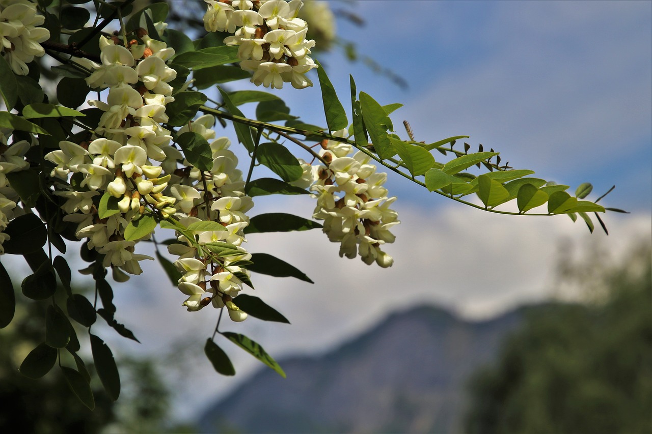 Acacia,  Medis,  Lapai,  Žalias,  Pobūdį,  Pavasaris,  Žydi Medis,  Pumpurai,  Filialai,  Augalų