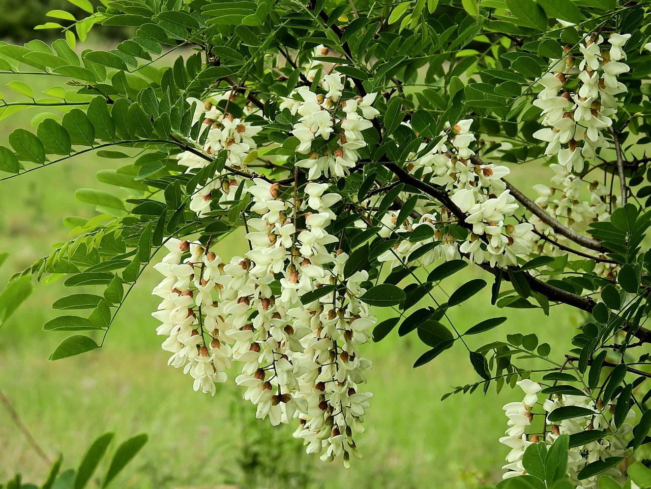 Acacia,  Žydėjimo,  Pavasaris, Nemokamos Nuotraukos,  Nemokama Licenzija