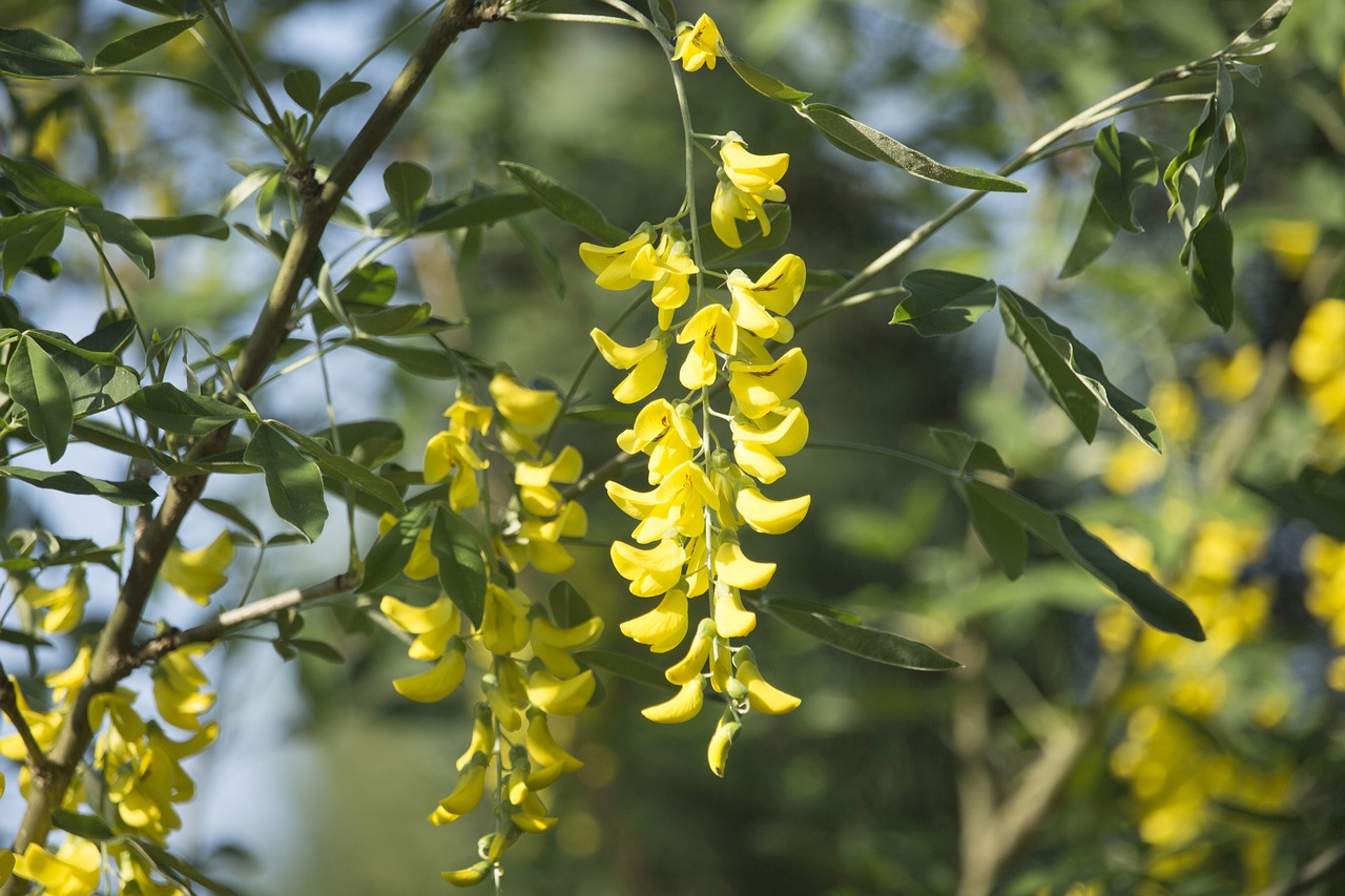 Acacia,  Medis,  Gėlės,  Geltona,  Gėlė,  Pobūdį,  Lapai,  Parkas,  Kraštovaizdis,  Žalias