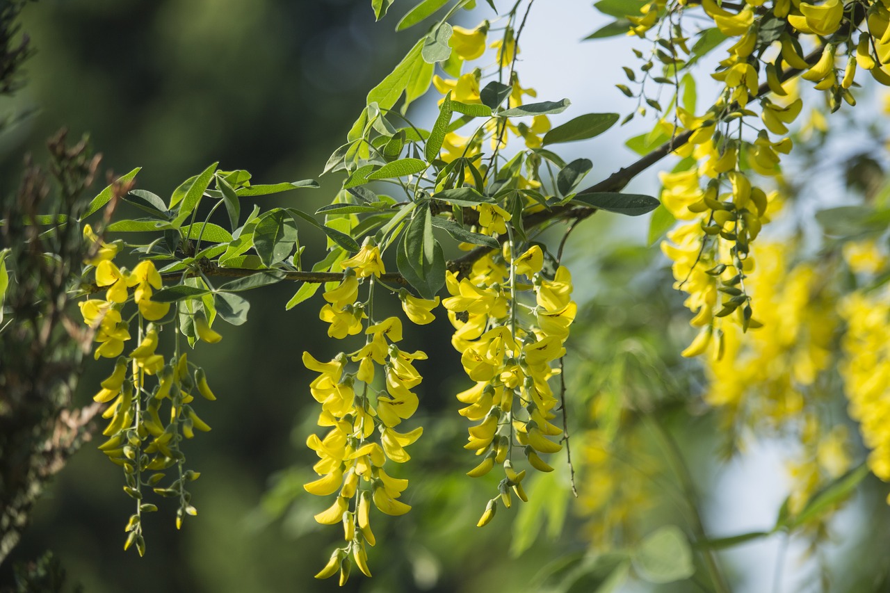 Acacia,  Medis,  Gėlės,  Geltona,  Gėlė,  Pobūdį,  Lapai,  Parkas,  Kraštovaizdis,  Žalias