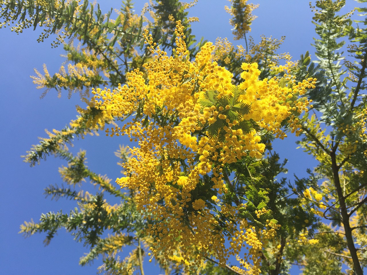 Acacia, Mimosa Akacija, Pavasario Gėlės, Geltonos Gėlės, Nemokamos Nuotraukos,  Nemokama Licenzija